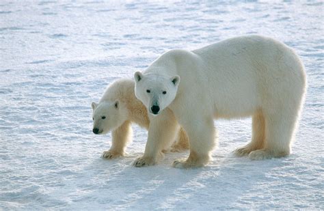 Polar Bear Photograph By Dan Guravich Fine Art America