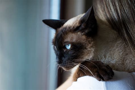 30k Siamese Cat Pictures Download Free Images On Unsplash