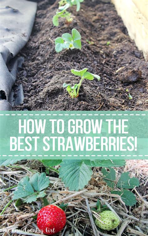 How To Grow Strawberries | Organic gardening tips, Strawberry plants