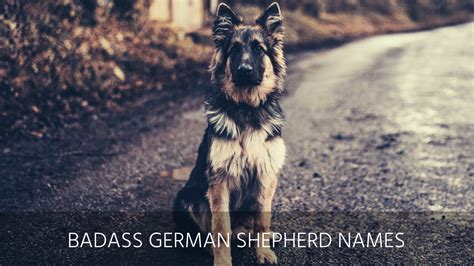 Ultimate List Of The Top 100 Badass Dog Names Strong Country And