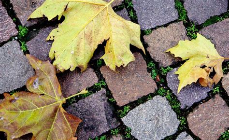 Withered Autumn Leaves On Red Paving Stones Stock Image Image Of