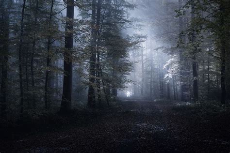 Pin By Scottmocean On Forest Dark And Moody Calm Before The Storm
