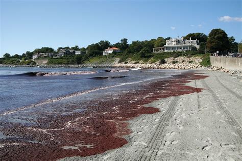 Red Tide Algae