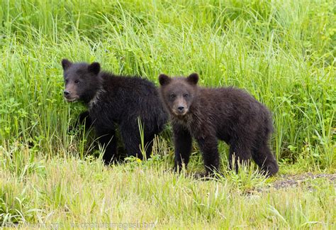 Grizzly Bear Cubs Pack Creek Bear Viewing Area Alaska Photos By