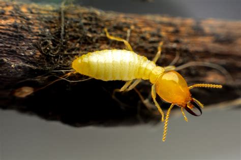 What Does A Termite Look Like Everything You Need To Know About