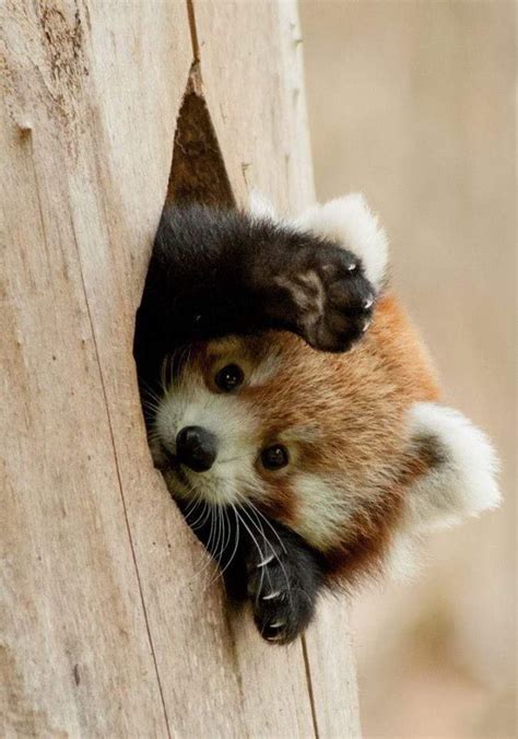 Create Meme Red Panda And Raccoon Red Panda Photo Cubs Red Panda