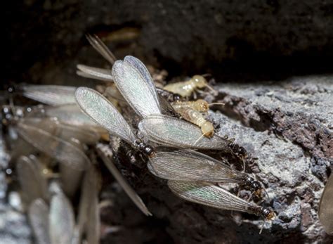 Connecticut Termite Swarms Millette Pest Control