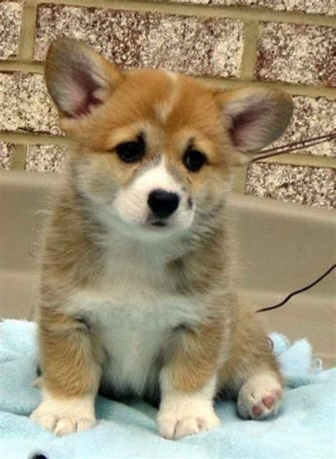 These puppies will be ready for their forever homes in march! Corgi Adoption Illinois | PETSIDI