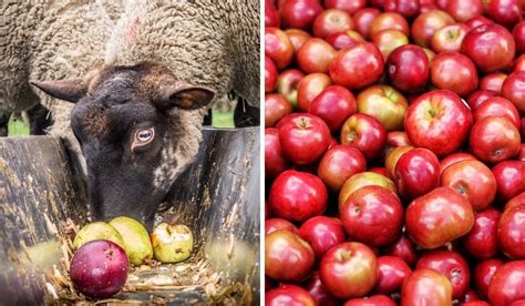Can Sheep Eat Apples Farmhouse Guide