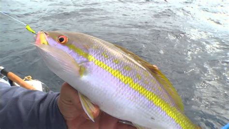 Chumming For Yellowtail Snapper At Night Reel Saltwater Fishing