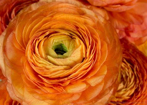 A Few More Orange Ranunculuses Beautiful Flower Pictures Blog