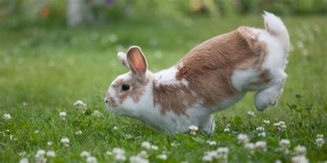 26 Bunnies Who Are Literally Jumping For Joy The Dodo