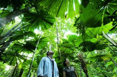 10 Facts About Daintree Rainforest Fact File