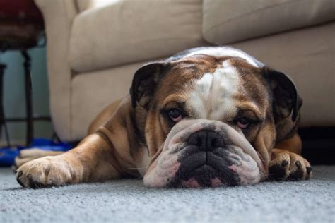 Does Your Bulldog Have A Dry Crusty Nose How To Help