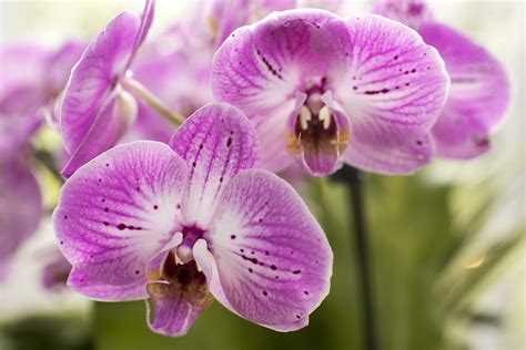 Free Photo Purple Moth Orchids Flowers Free Image On Pixabay 1340673