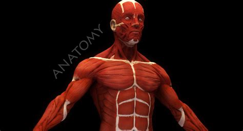 3d Anatomical Human Muscles Cgtrader