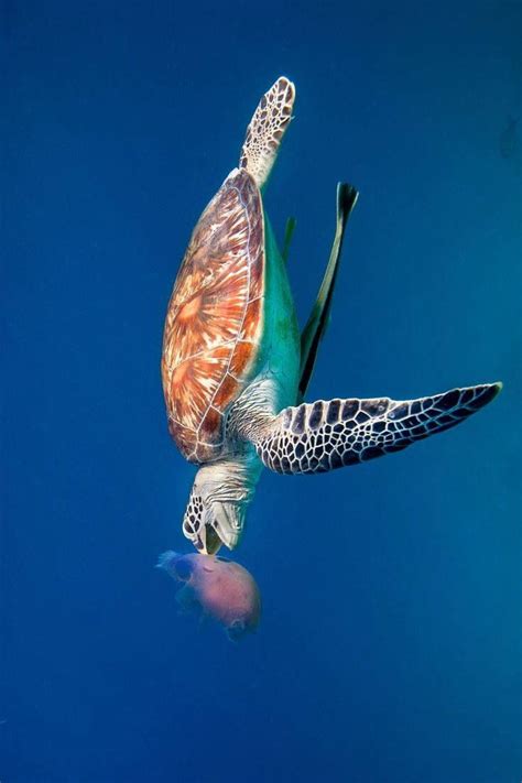 Turtle Eating A Jellyfish Sea Turtle Turtle Ocean Creatures