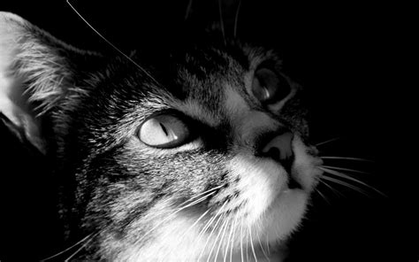 Black And White Cats Photography