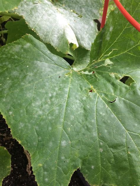 Concrete is porous and like unfinished wood borax will penetrate the pours and kill the white mold. Stuff About MJ | Veggie Garden Virgin