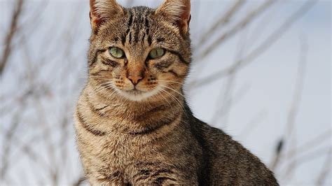 The flehmen response allows the scent to travel to the vomeronasal organ on the roof of the mouth. also called jacobson's organ, the vomeronasal organ is a region of sensory cells. PET PEEVES: Asthma in cats
