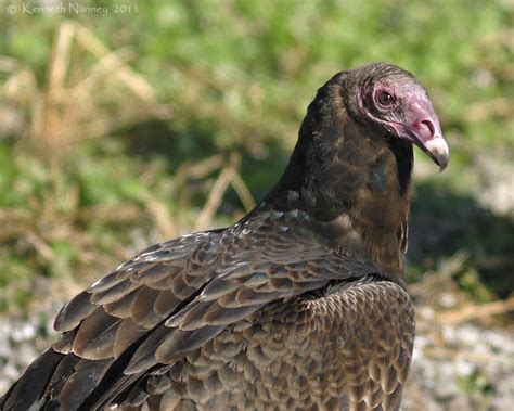 North Central Texas Birds Turkey Vulture