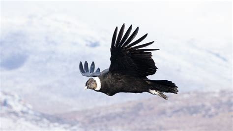 Andean Condor Birds Flap Wings Just 1 Of The Time Bbc News