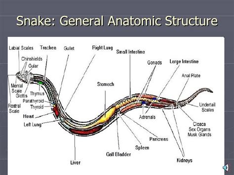 Snake Anatomy Diagram Anatomy Diagram Source