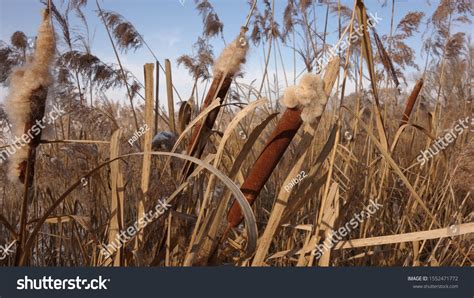 18 Bruised Reed 图片、库存照片和矢量图 Shutterstock