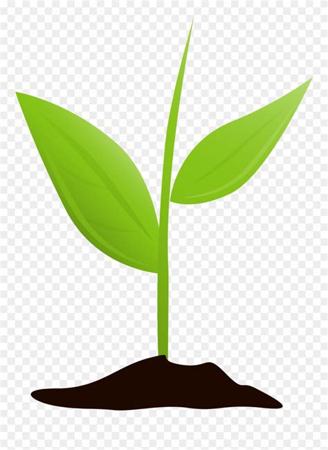 Plant Clipart Png 10 Free Cliparts Download Images On Clipground 2023