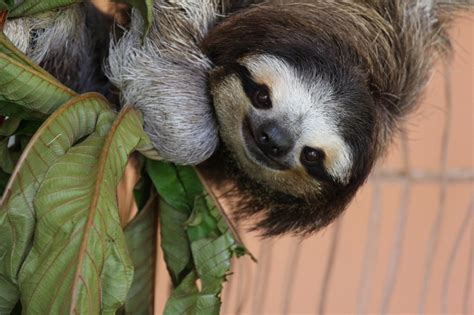 Due to their slow movement, they will have algae growing on their fur. Sloth Digestion