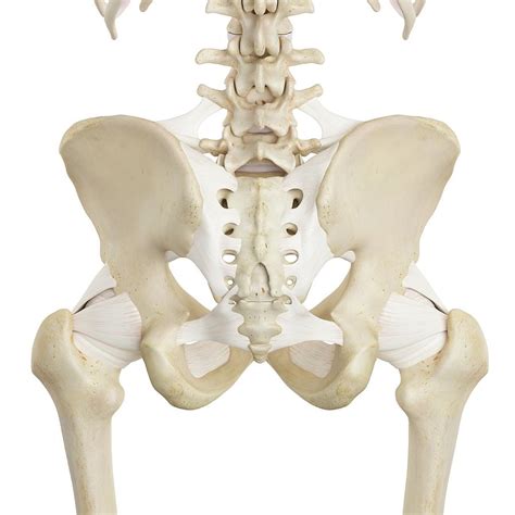 Human Pelvis Bones 6 Photograph By Sciepro Fine Art America