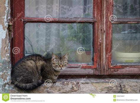 Cat Is Sitting On Window Sill Stock Image Image Of Silence Domestic