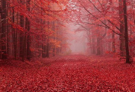 Kate Autumn Red Maple Forest Ground Covered By Maple Leaves For Photography Photography