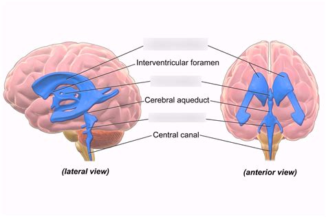 The Brain Brain Stem Cerebellum Ventricles Diagram Quizlet