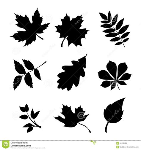 Set Of Leaves Vector Black Silhouettes Stock Vector Illustration Of