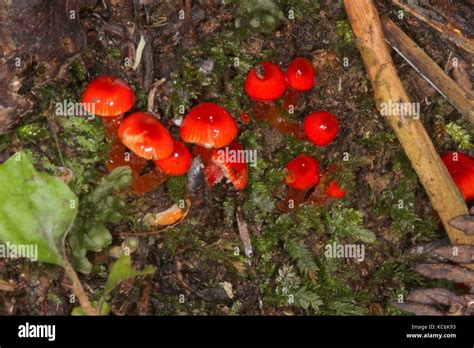 New Zealand Fungi Stock Photo Alamy