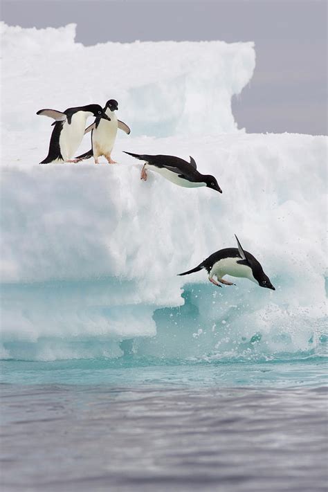 Adelie Penguins Diving Off Iceberg Photograph By Suzi Eszterhas Fine