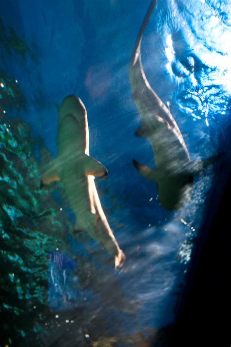 Maybe you would like to learn more about one of these? Vancouver Aquarium