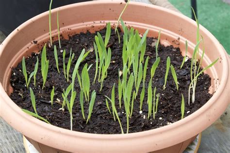 Cats love grass, but should you grow it for them? Container Garden Of Pogostemon Cablin Patchouli And ...