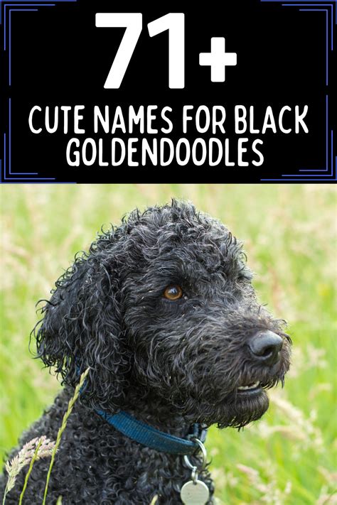 Black Goldendoodle Sitting In A Field With Text Above Saying 71 Cute
