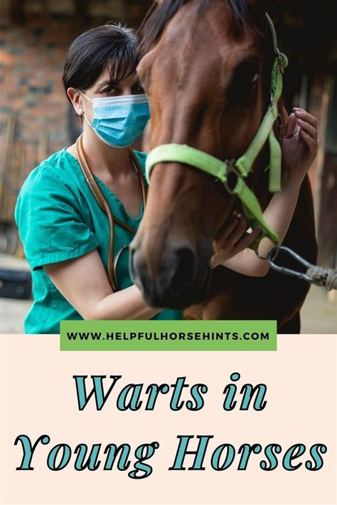Warts In Young Horses Horses Horse Health Warts
