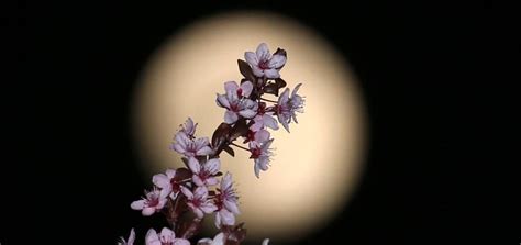 The largest and brightest moon of the year is on the way tuesday night, april 7, 2020. How And When To See The 'Super Flower Moon' Rise This Week, The Fourth And Final Supermoon Of ...