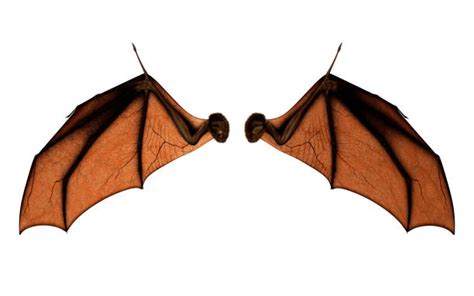 Real Bat Wings Close Up