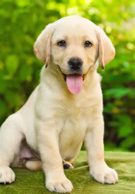 Las 10 Razas De Perros Con Los Cachorros Más Lindos