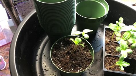 A seedling is a young plant that grows from a seed. How to Pot-Up Giant Zinnia Seedlings grown inside the ...