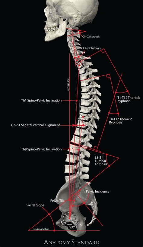 Measurements Of The Sagittal Alignment Of The Spine Human Anatomy