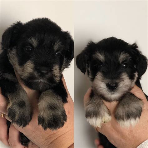 Schnauzer size, growth rate, temperament, personality, health problems, training, and schnauzer breed standards. Beautiful Miniature Schnauzer Puppies | Weston Super Mare, Somerset | Pets4Homes