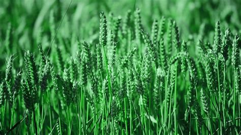 Cultivation Of Green Wheat Fields Cereal Land Agricultural Industry