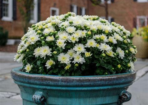 How To Grow Chrysanthemums In Pots