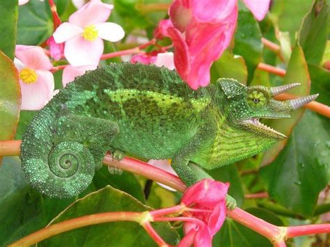 10 Types Of Chameleons That Make Great Pets With Pictures Pet Keen